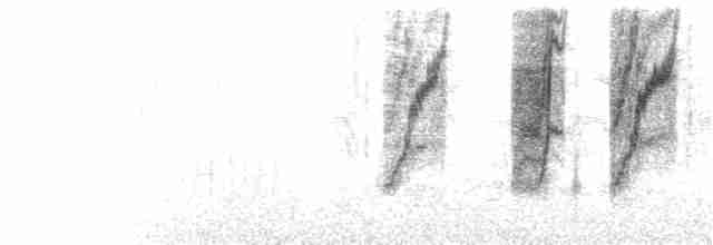 Plain-tailed Warbling Finch - ML77465731