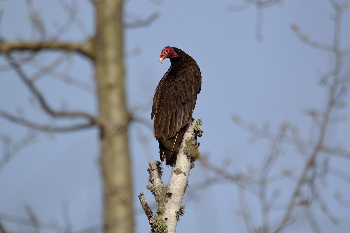 Turkey Vulture - Nathan Cross