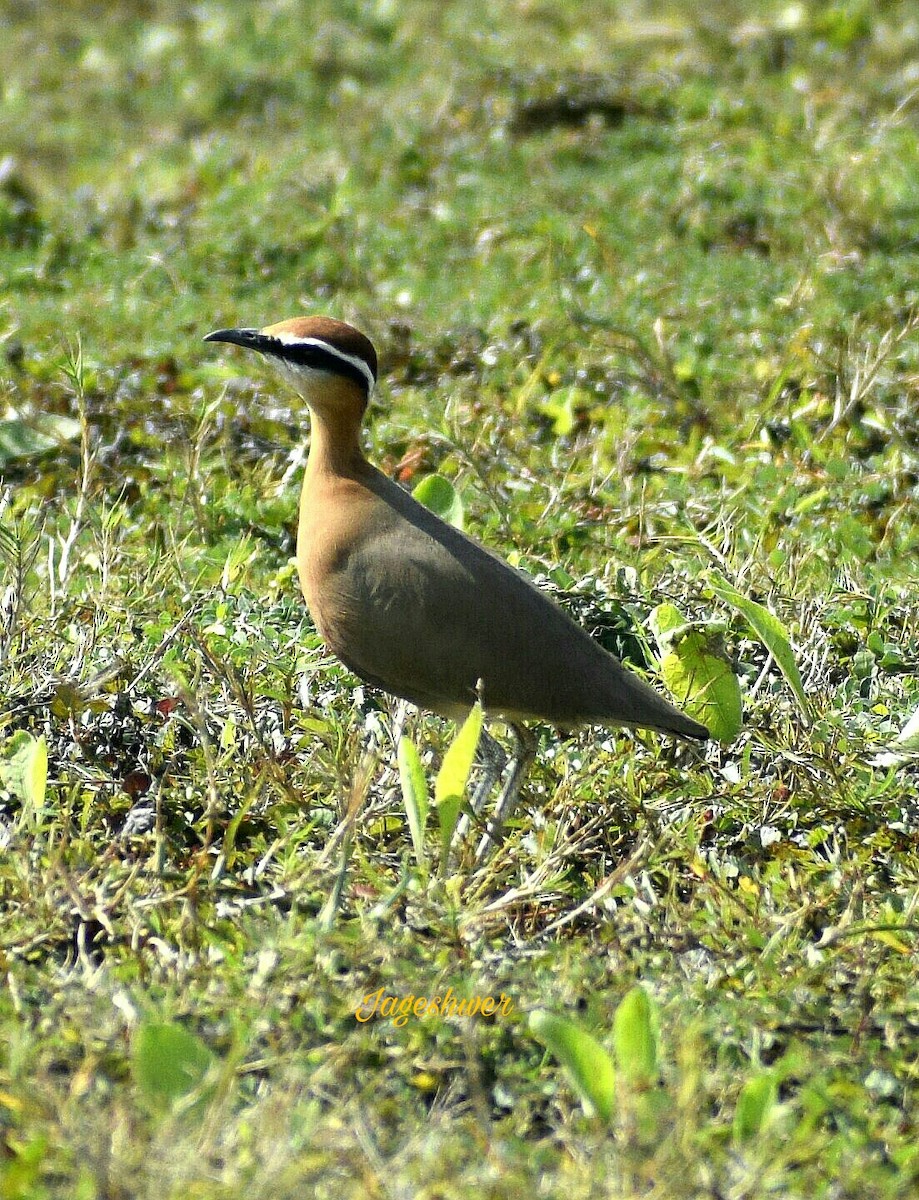 Indian Courser - ML77466621