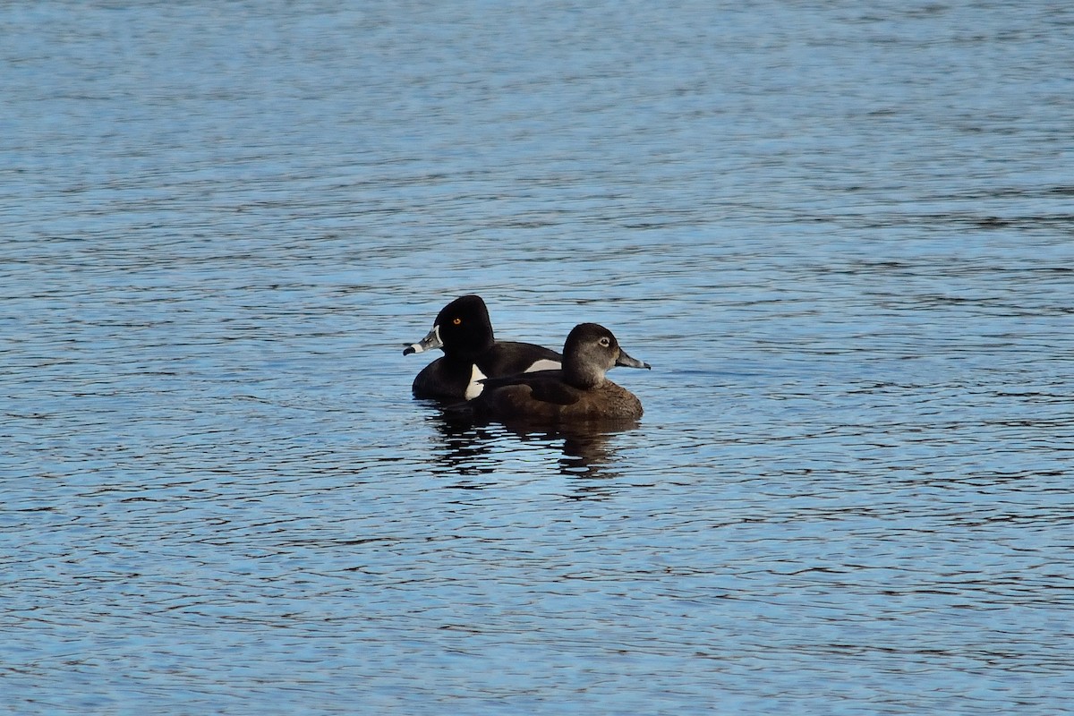 Ring-necked Duck - Nathan Cross
