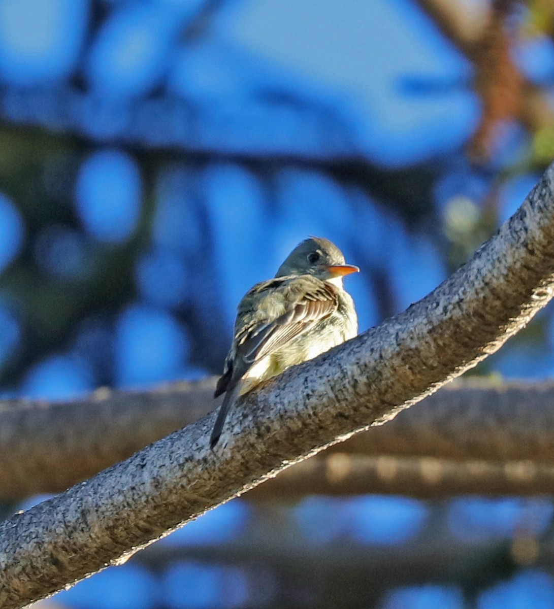 Greater Pewee - ML77467361
