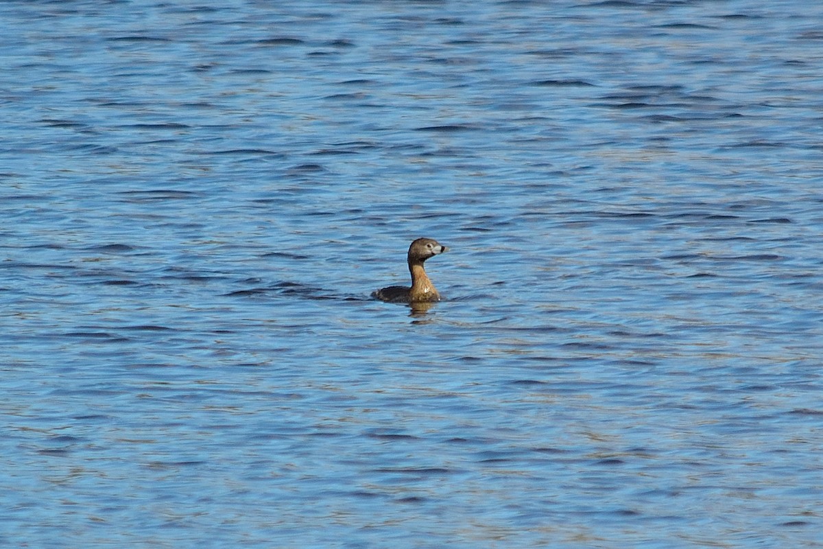 Pied-billed Grebe - Nathan Cross