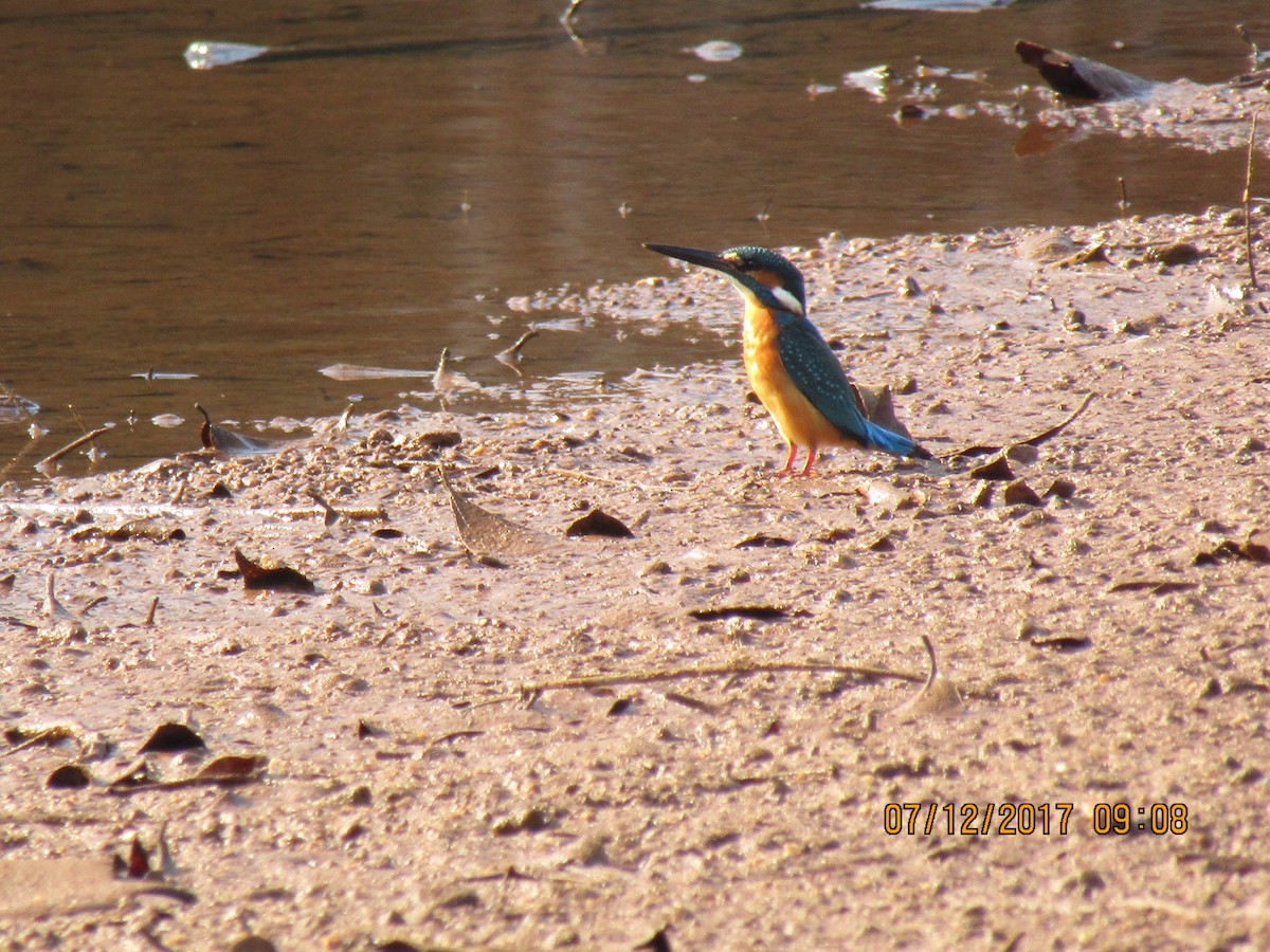 Common Kingfisher - Pradeep Kidoor