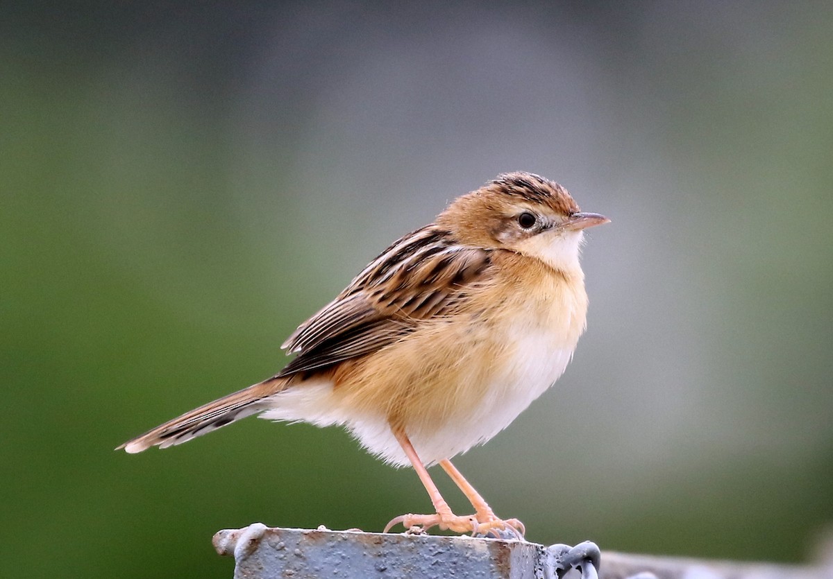 Zitting Cisticola - Mike Fung