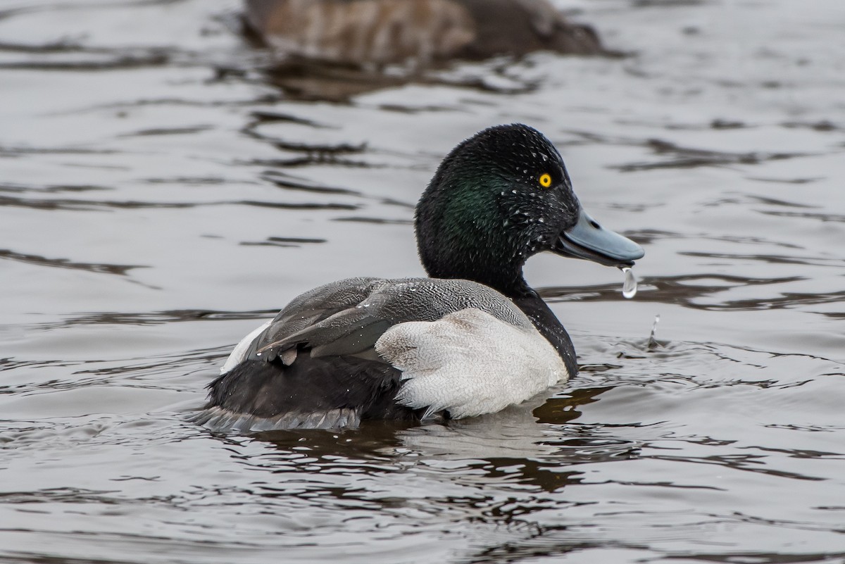 Greater Scaup - ML77468171