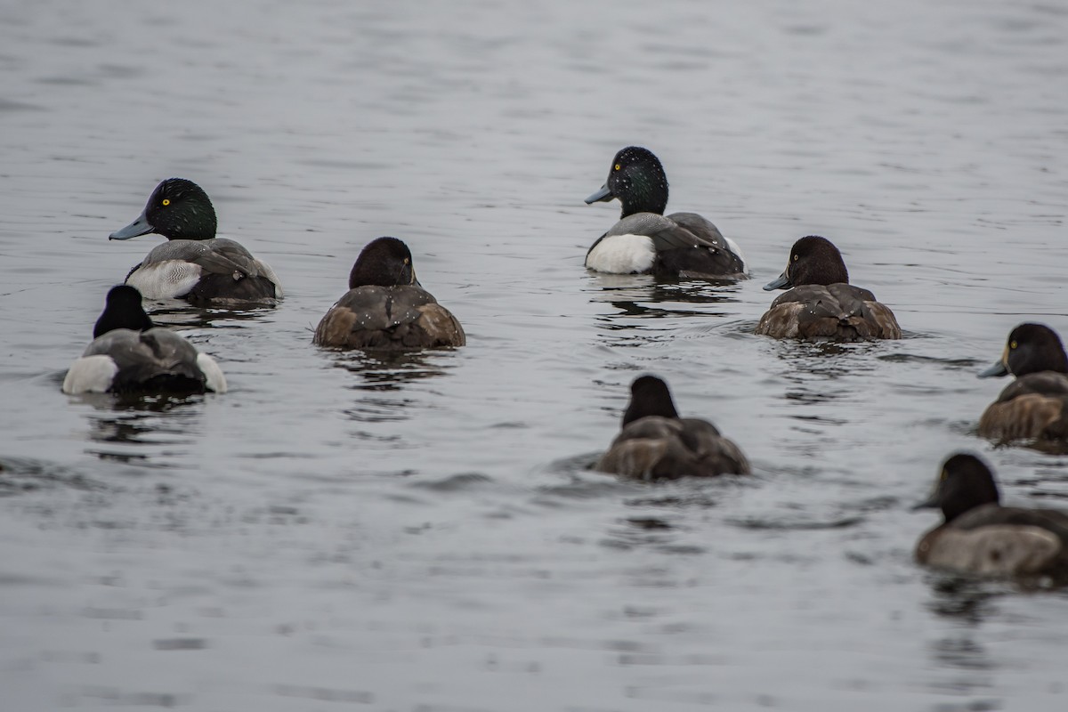 Greater Scaup - ML77468191