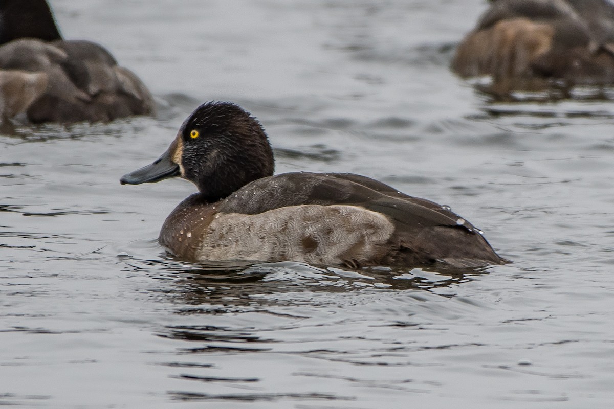 Greater Scaup - ML77468211