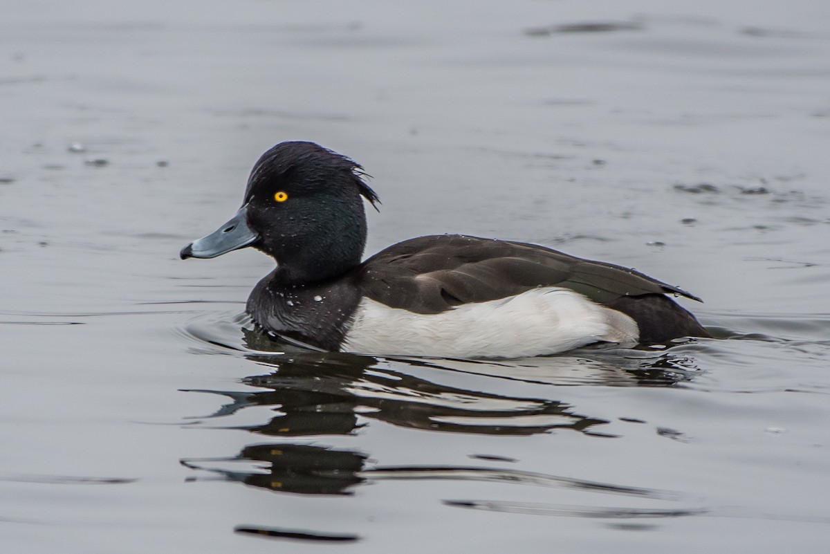 Tufted Duck - ML77468251