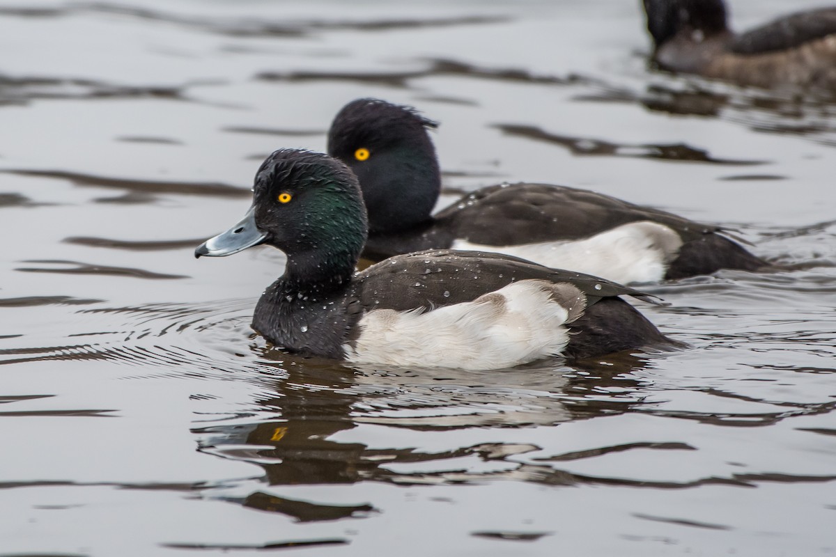 Tufted Duck - ML77468261