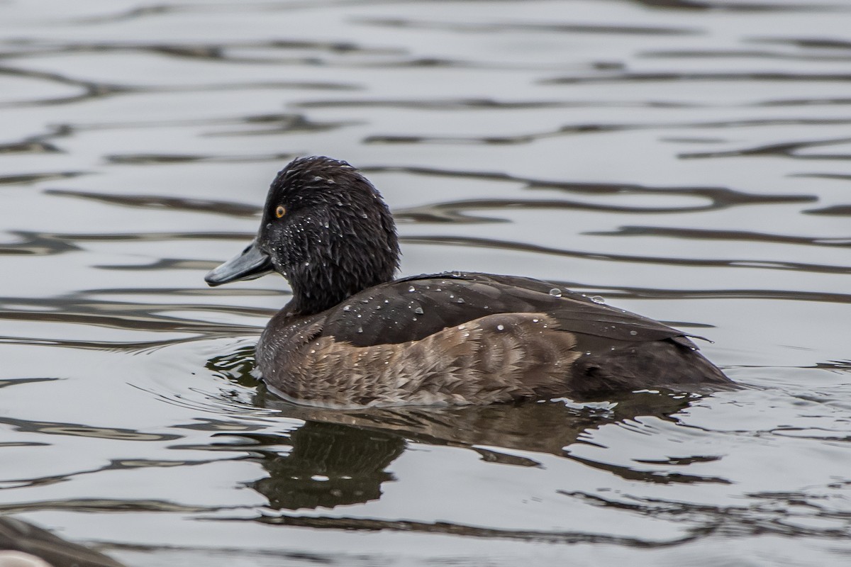 Tufted Duck - ML77468281