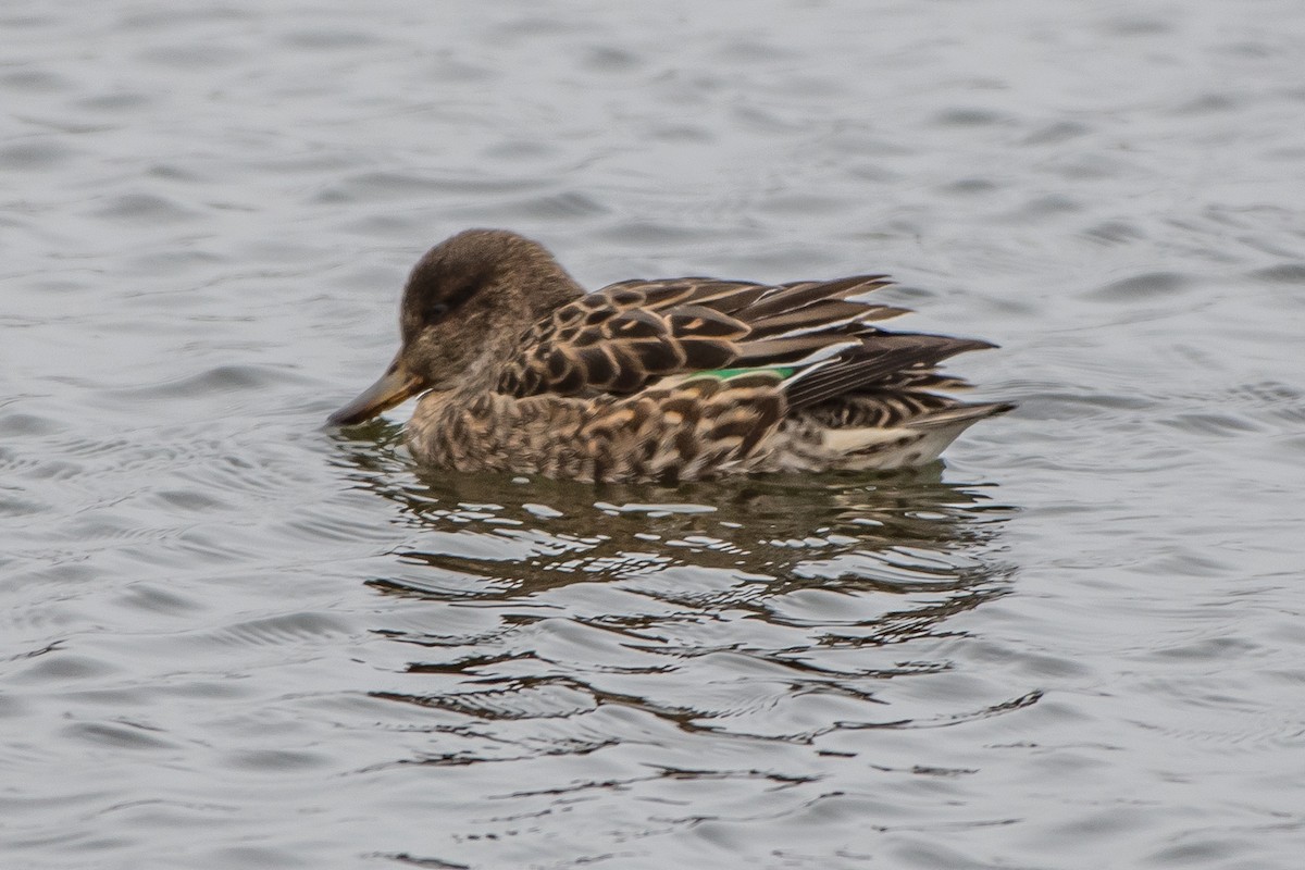 Green-winged Teal - ML77468331