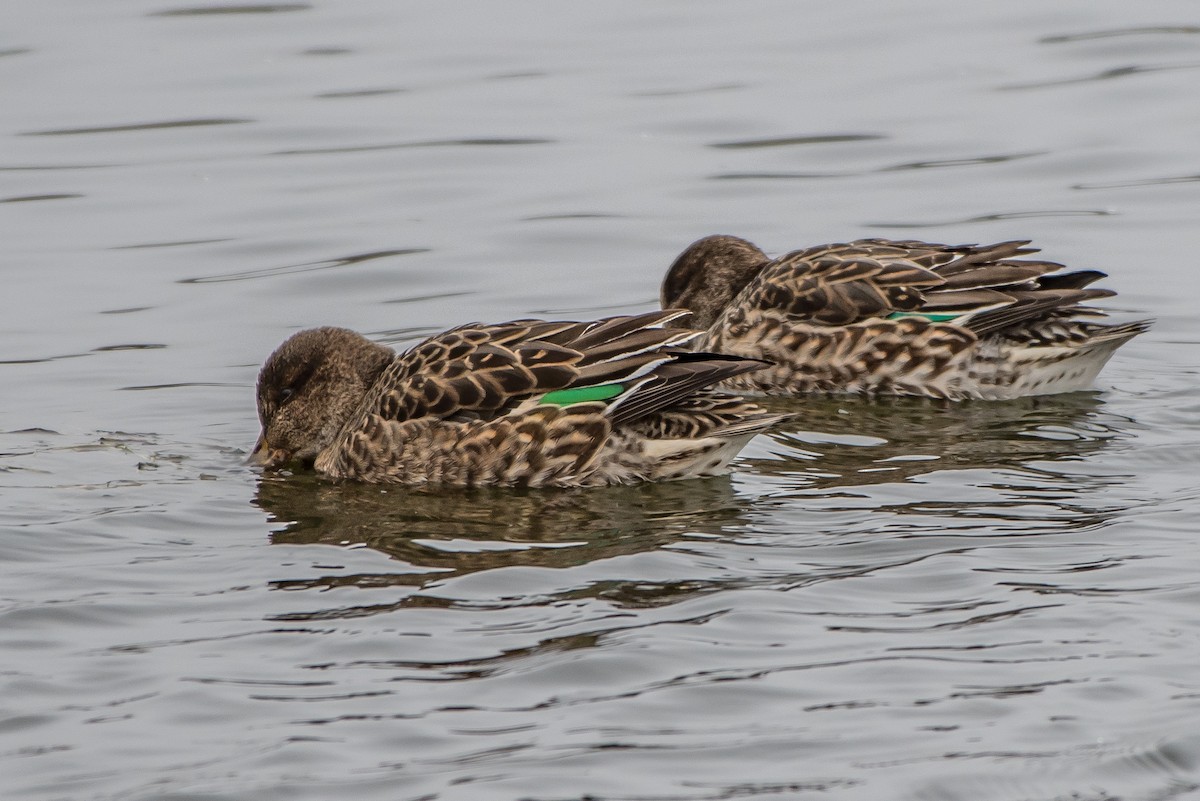 Green-winged Teal - ML77468341