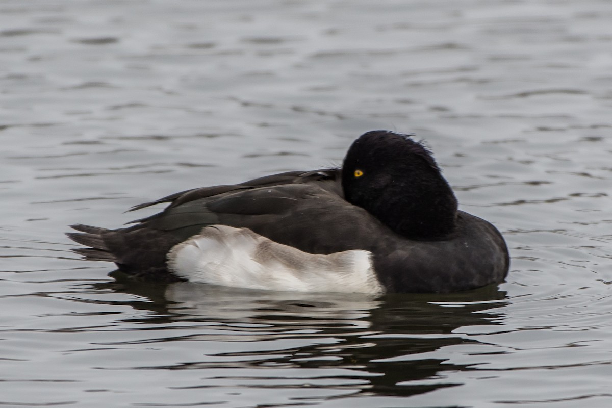 Tufted Duck - ML77468361