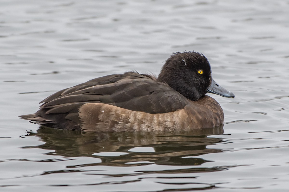 Tufted Duck - ML77468371