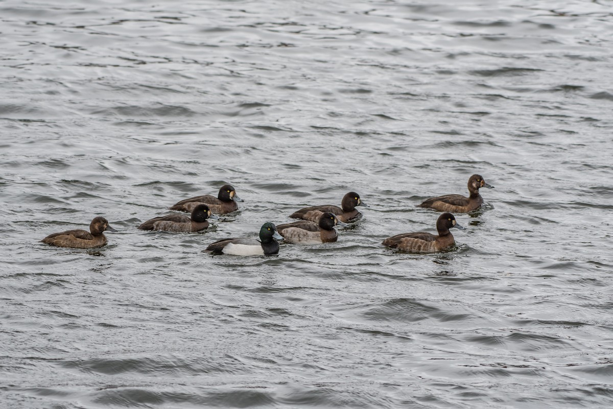 Greater Scaup - ML77468701