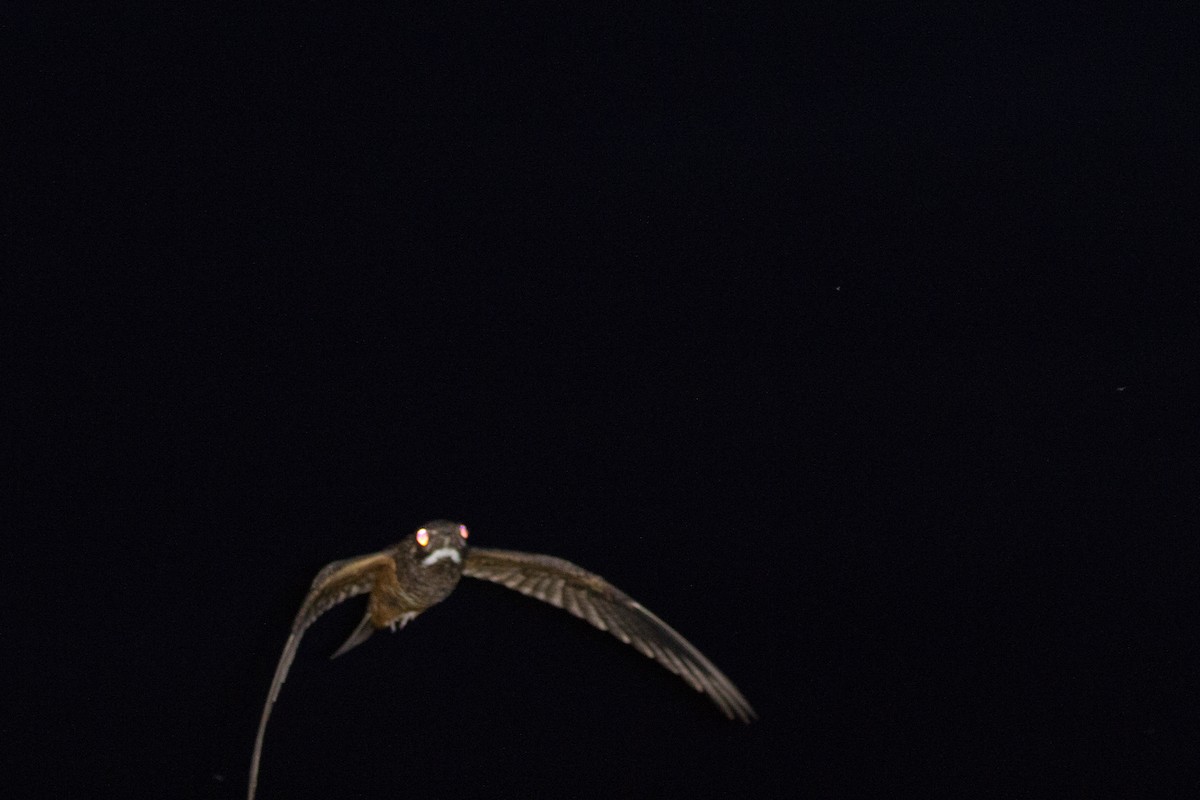 Short-tailed Nighthawk - André  Menini