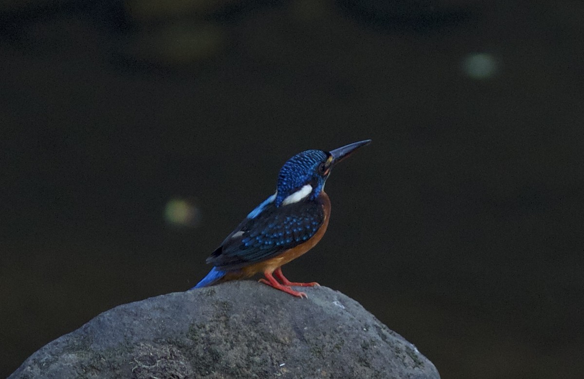 Blue-eared Kingfisher - ML77471511