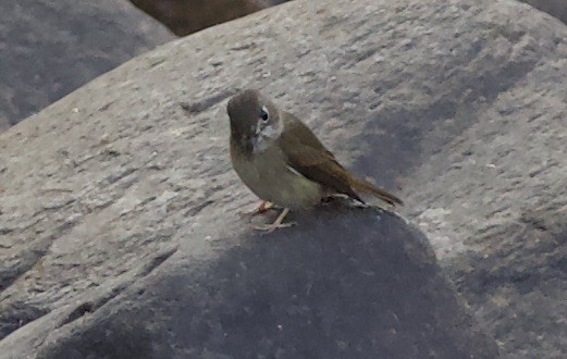 Brown-breasted Flycatcher - ML77471611