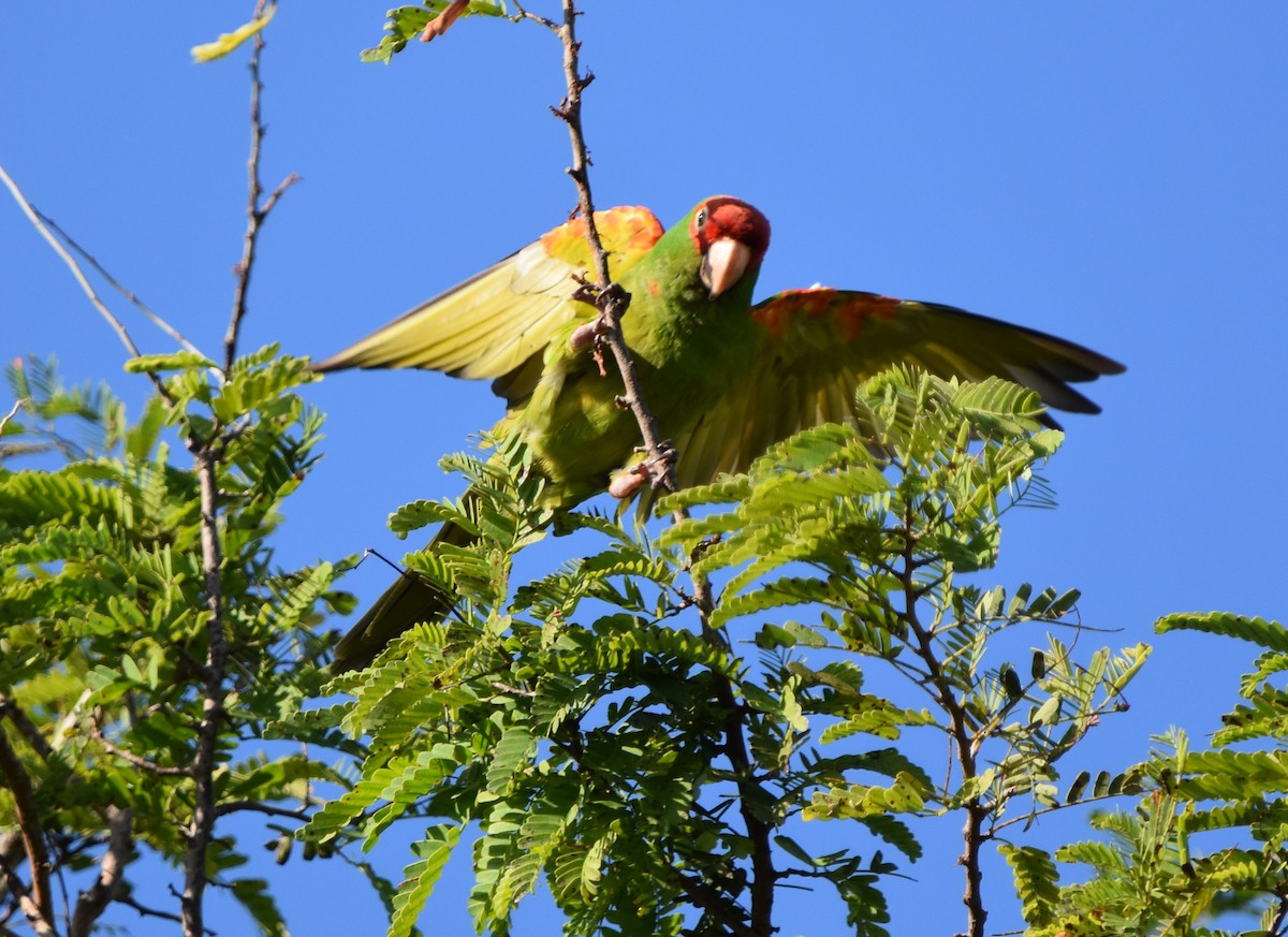 Red-masked Parakeet - Nathan Langwald