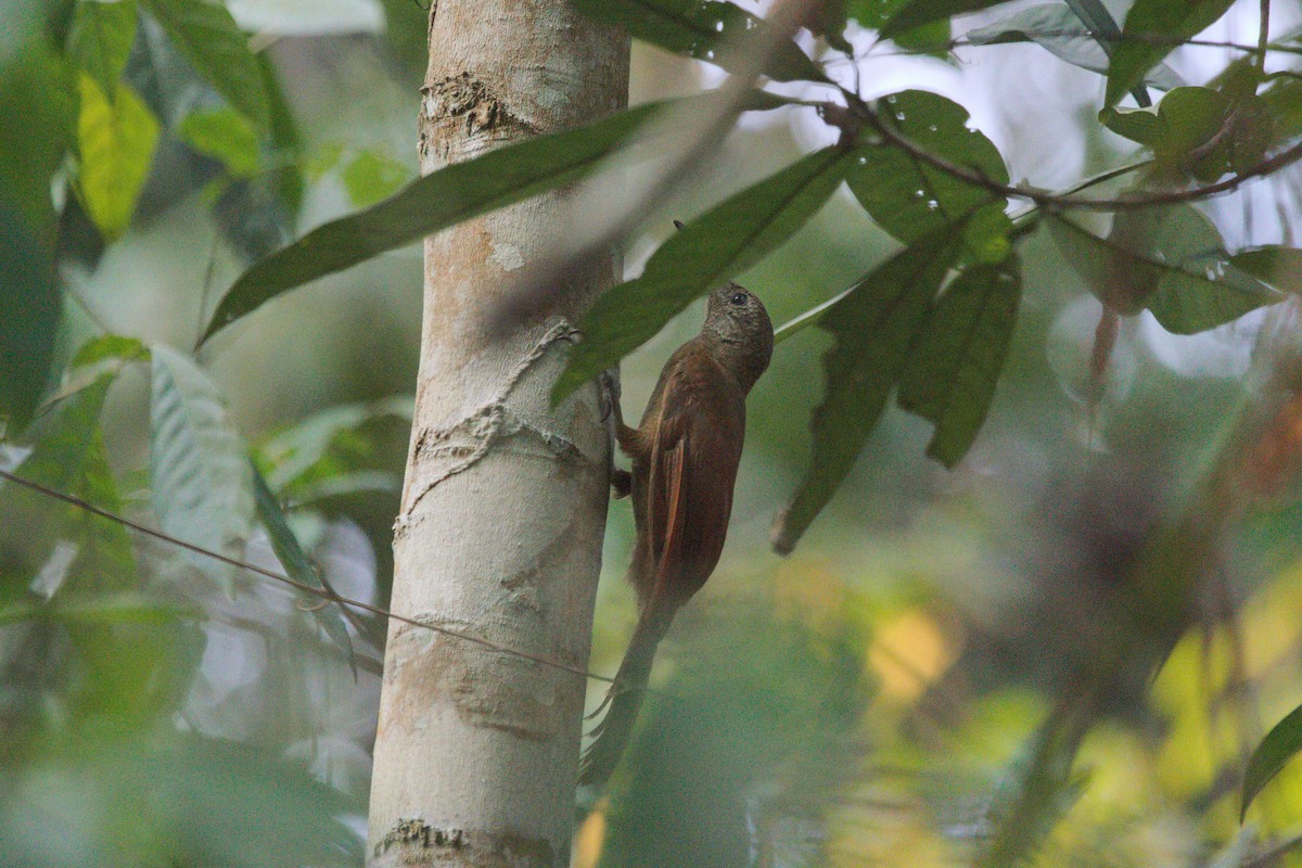 Amazonian Barred-Woodcreeper - Oliver  Metcalf