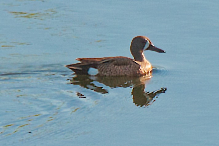 Blue-winged Teal - ML77473951