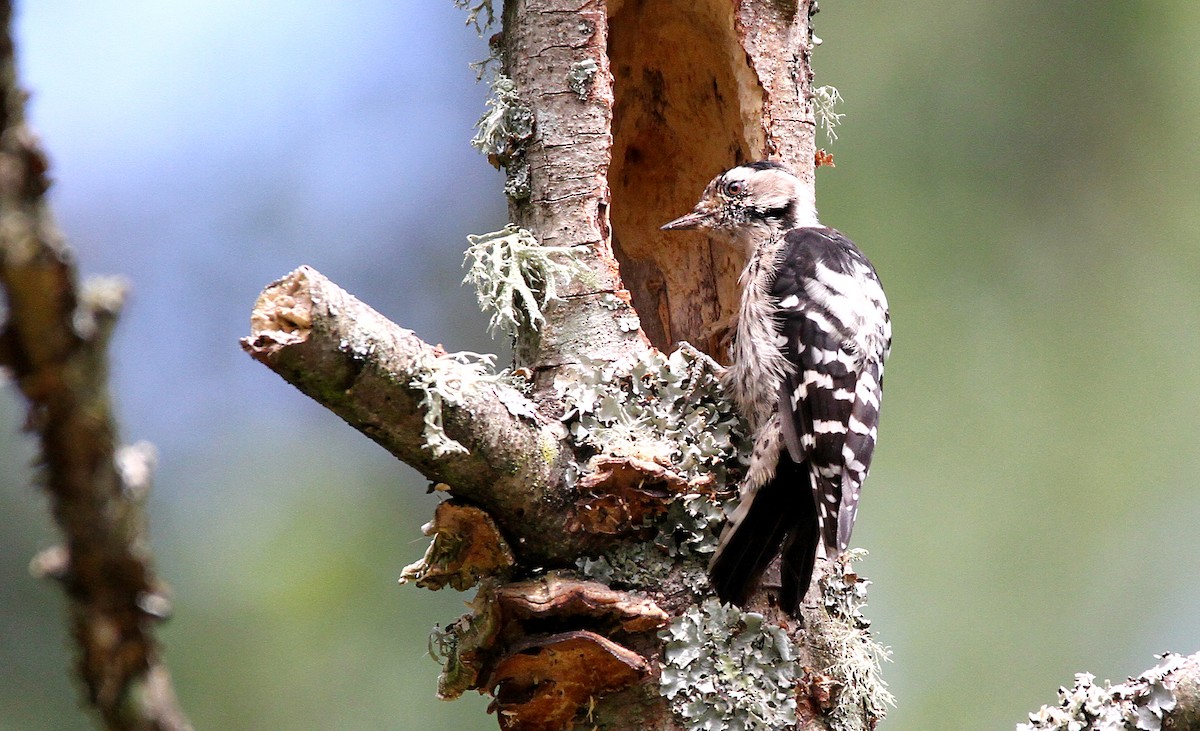 Lesser Spotted Woodpecker - Anonymous