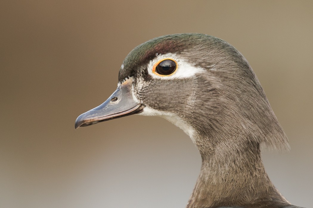 Wood Duck - ML77474971