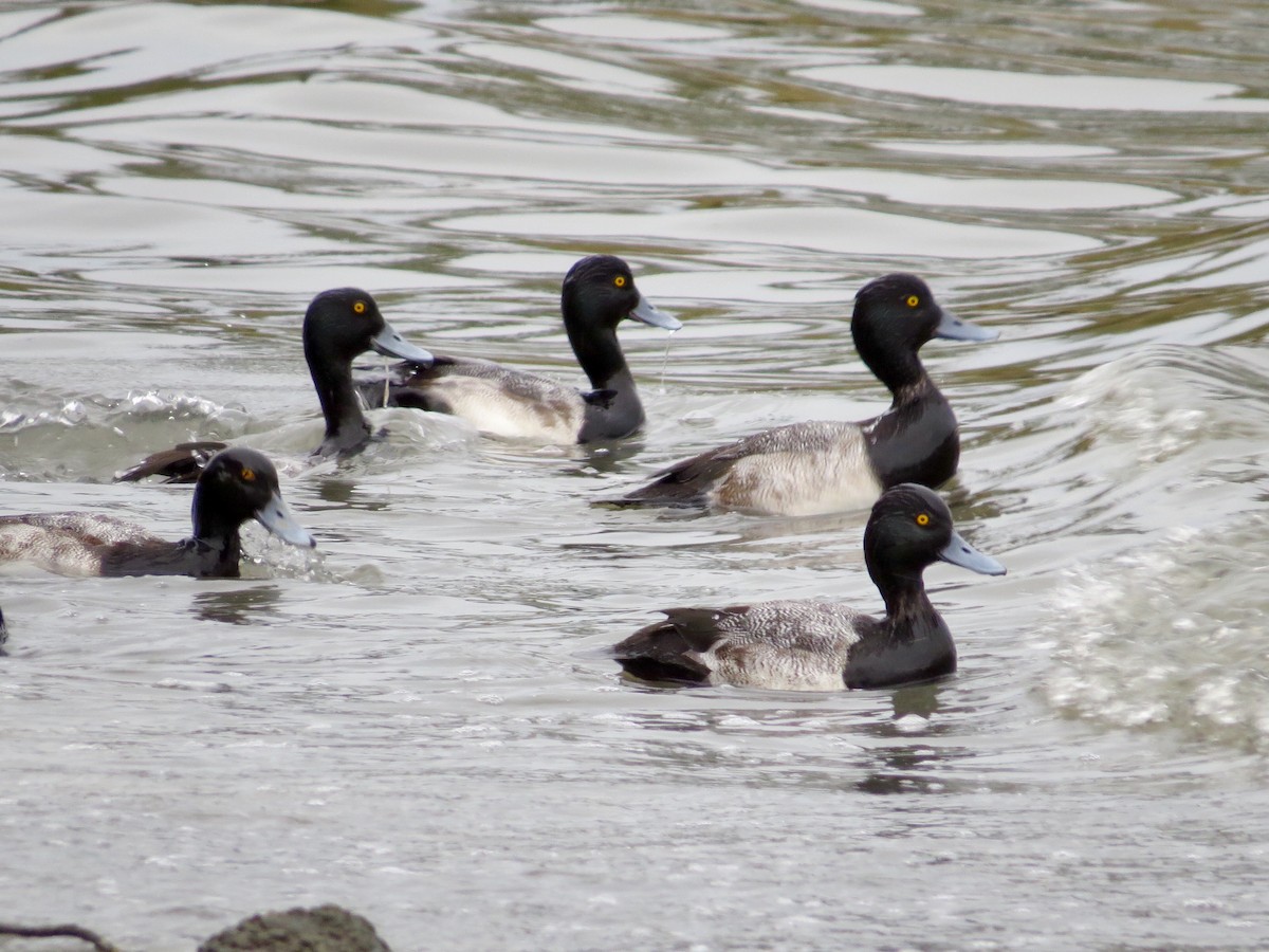 Lesser Scaup - Holly Cox