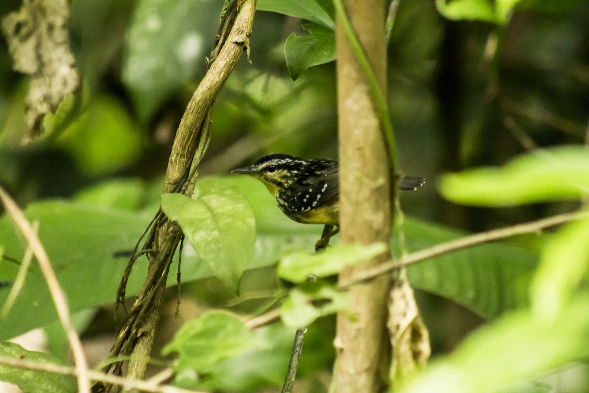 Yellow-breasted Warbling-Antbird - ML77479321