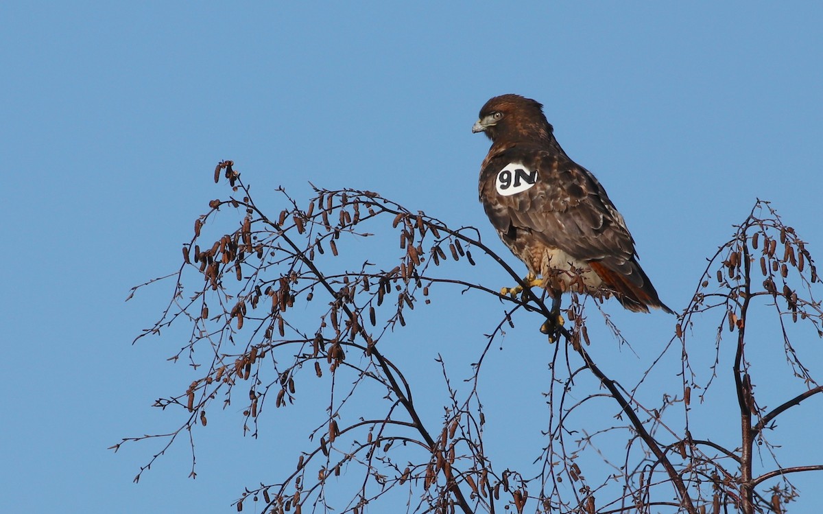 Red-tailed Hawk - ML77479491