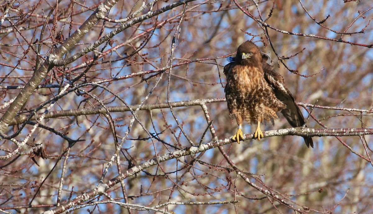 Red-tailed Hawk - ML77479521