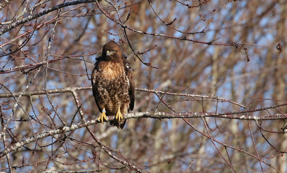 Red-tailed Hawk - ML77479531