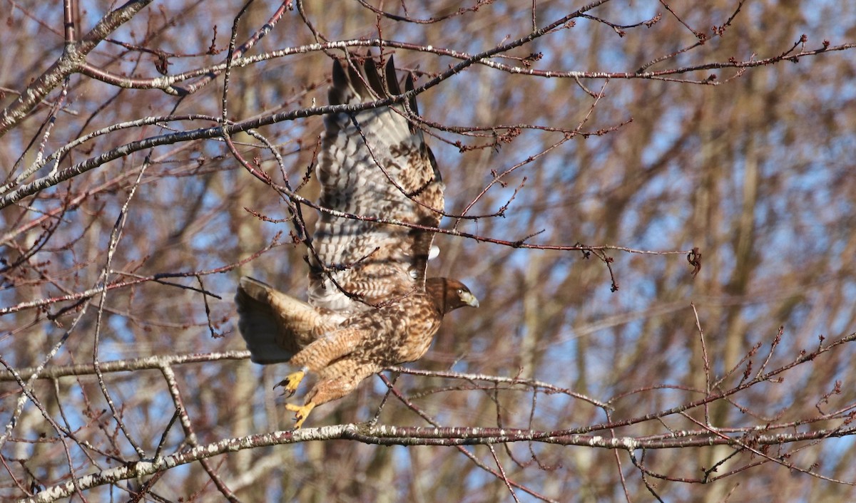 Red-tailed Hawk - ML77479561