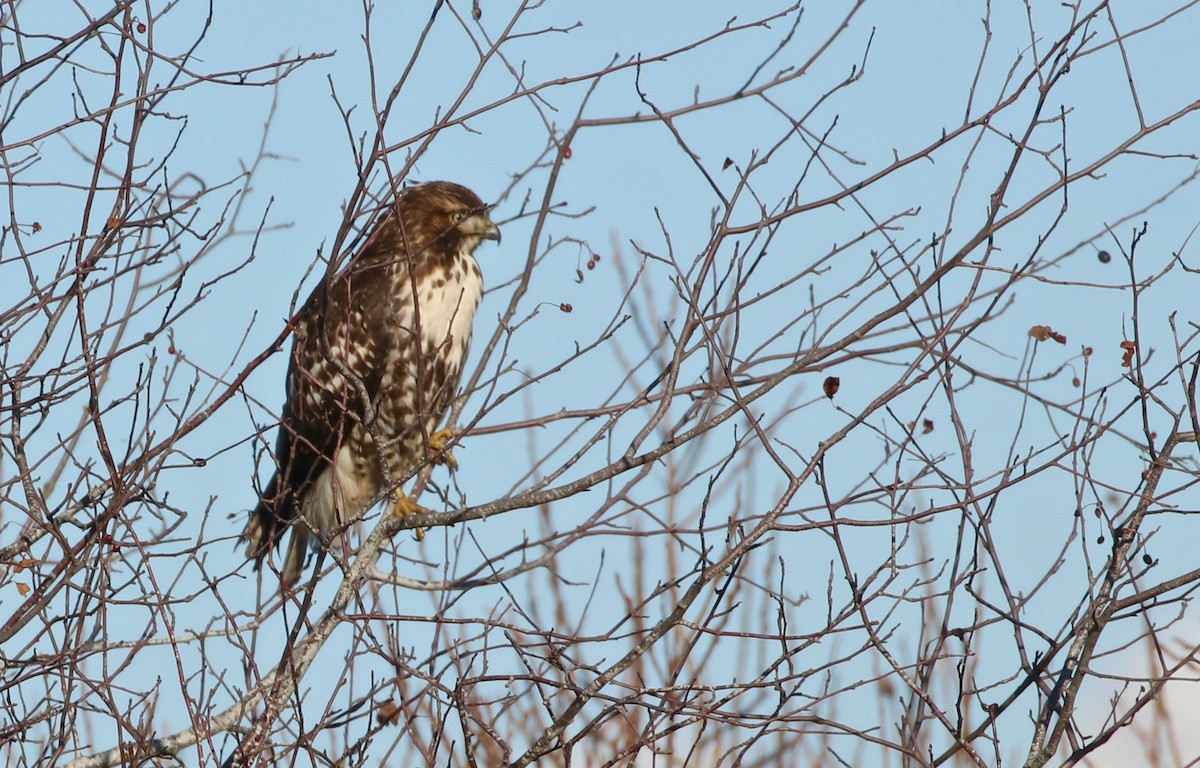 Red-tailed Hawk - ML77479591