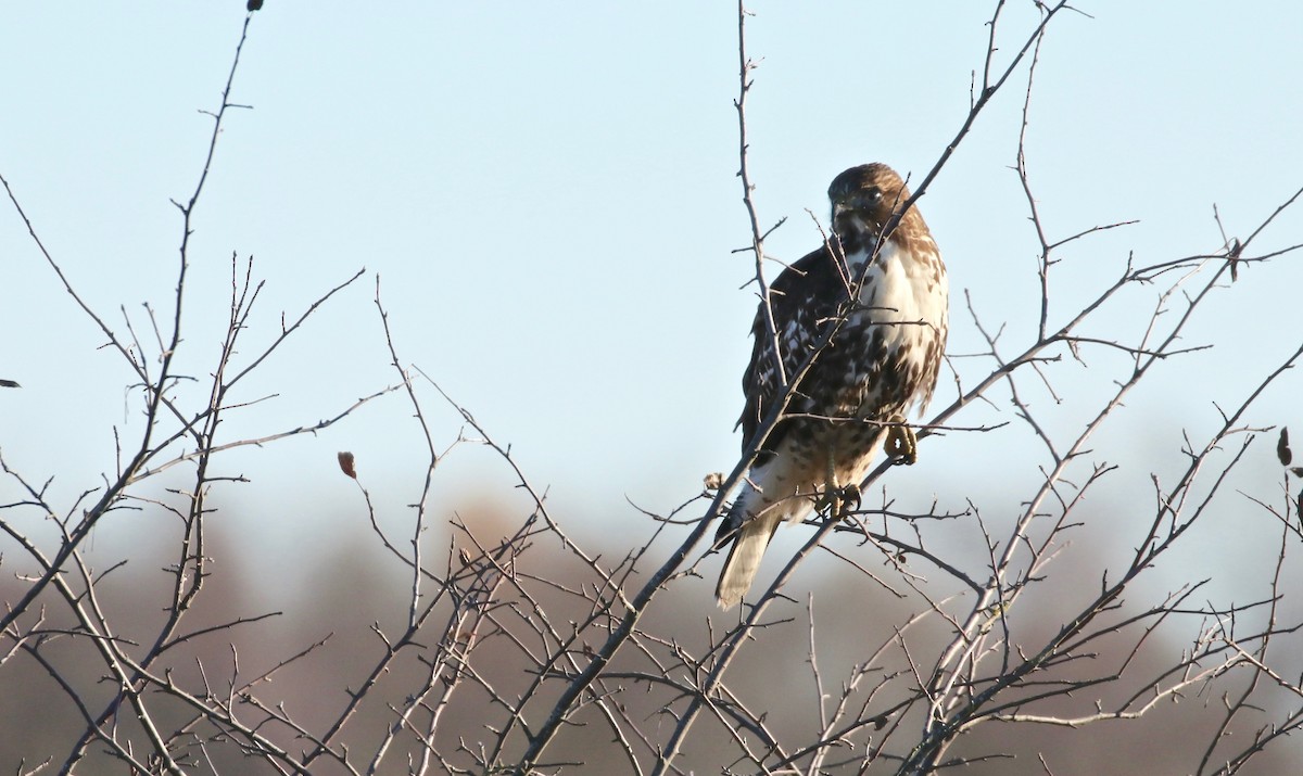 Red-tailed Hawk - ML77479631