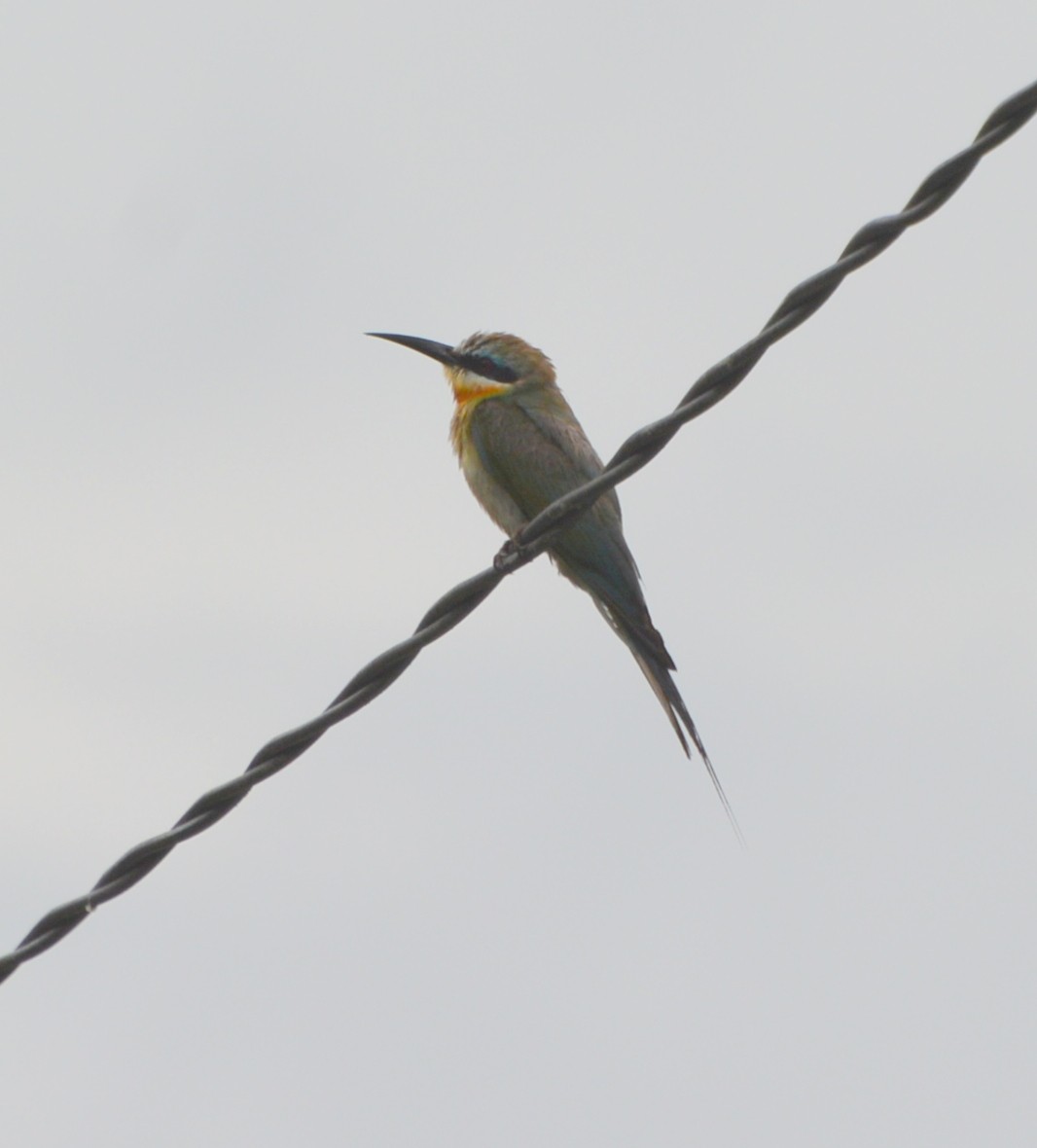 Blue-tailed Bee-eater - ML77480531