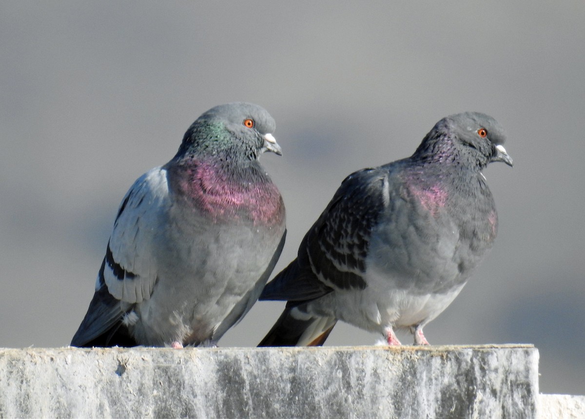 Rock Pigeon (Feral Pigeon) - ML77480651