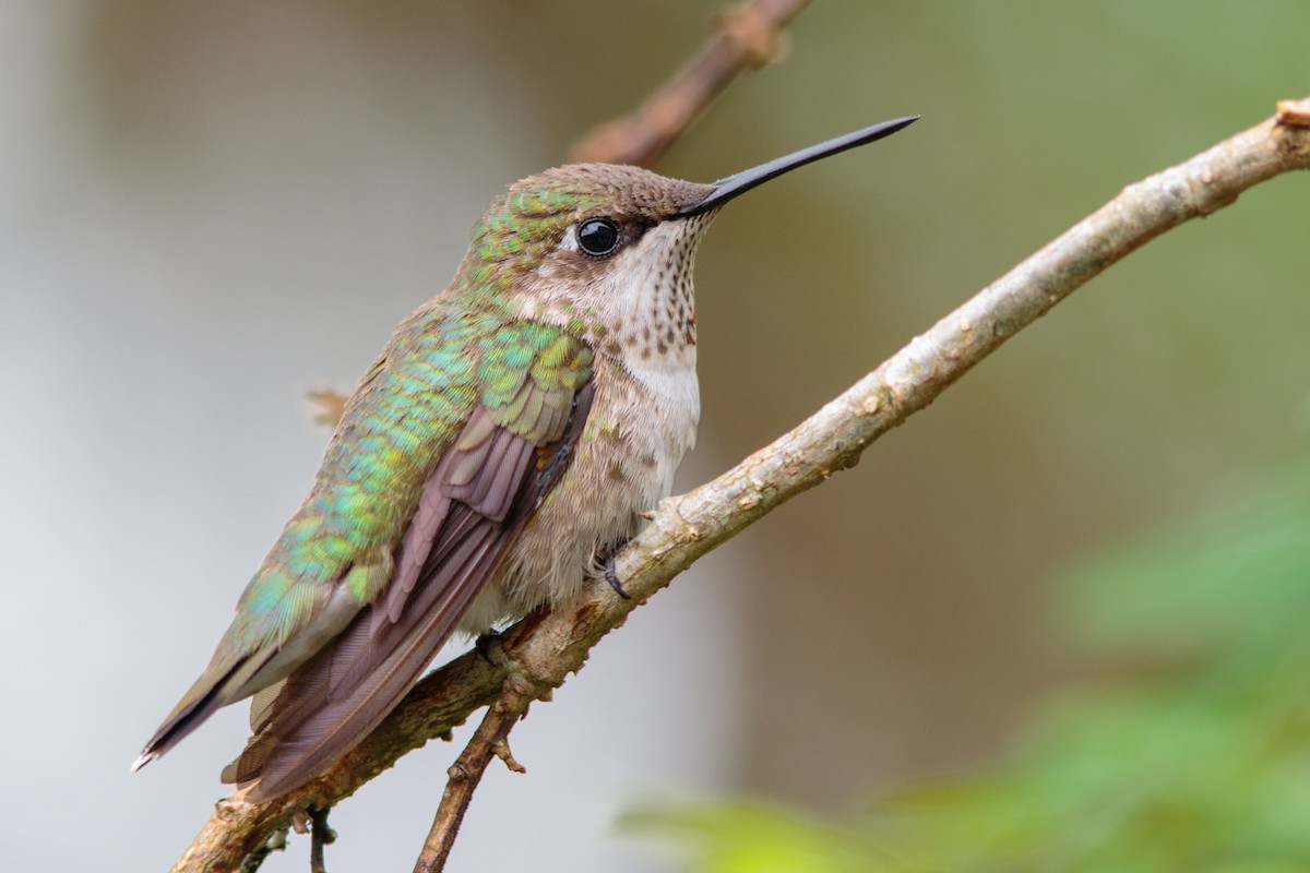 Ruby-throated Hummingbird - Miguel "Siu"