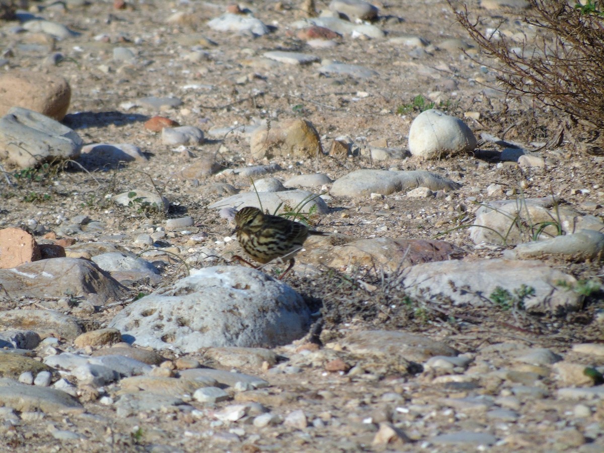 Meadow Pipit - ML77487181