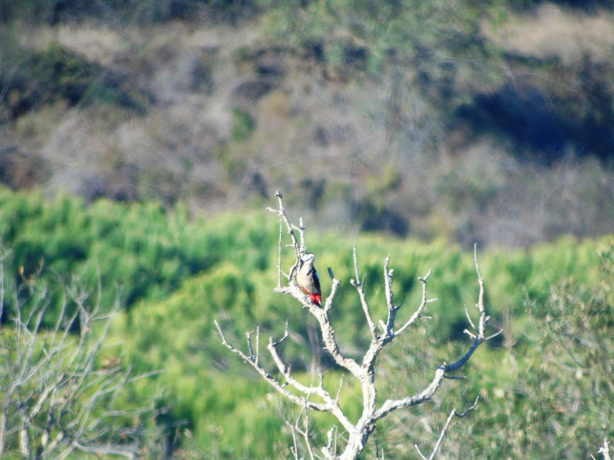 Great Spotted Woodpecker - ML77489311