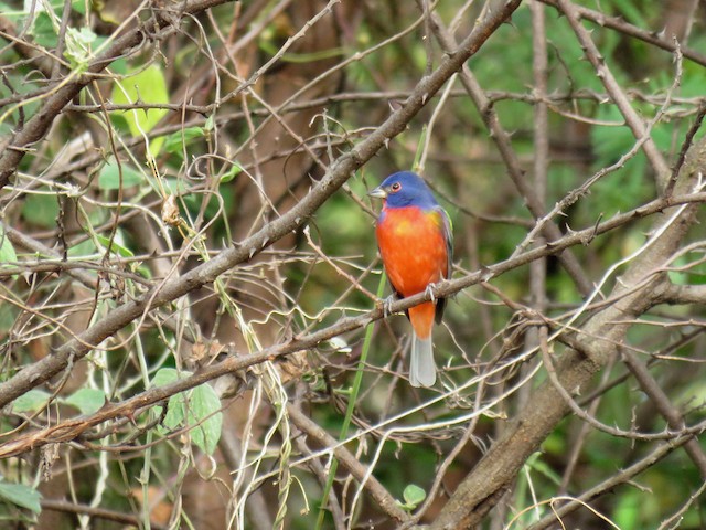 Painted Bunting ML77489531