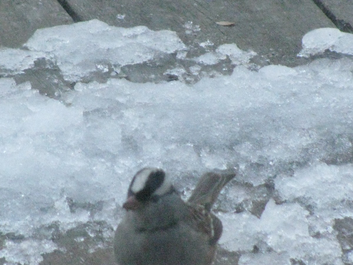 White-crowned Sparrow - ML77491861
