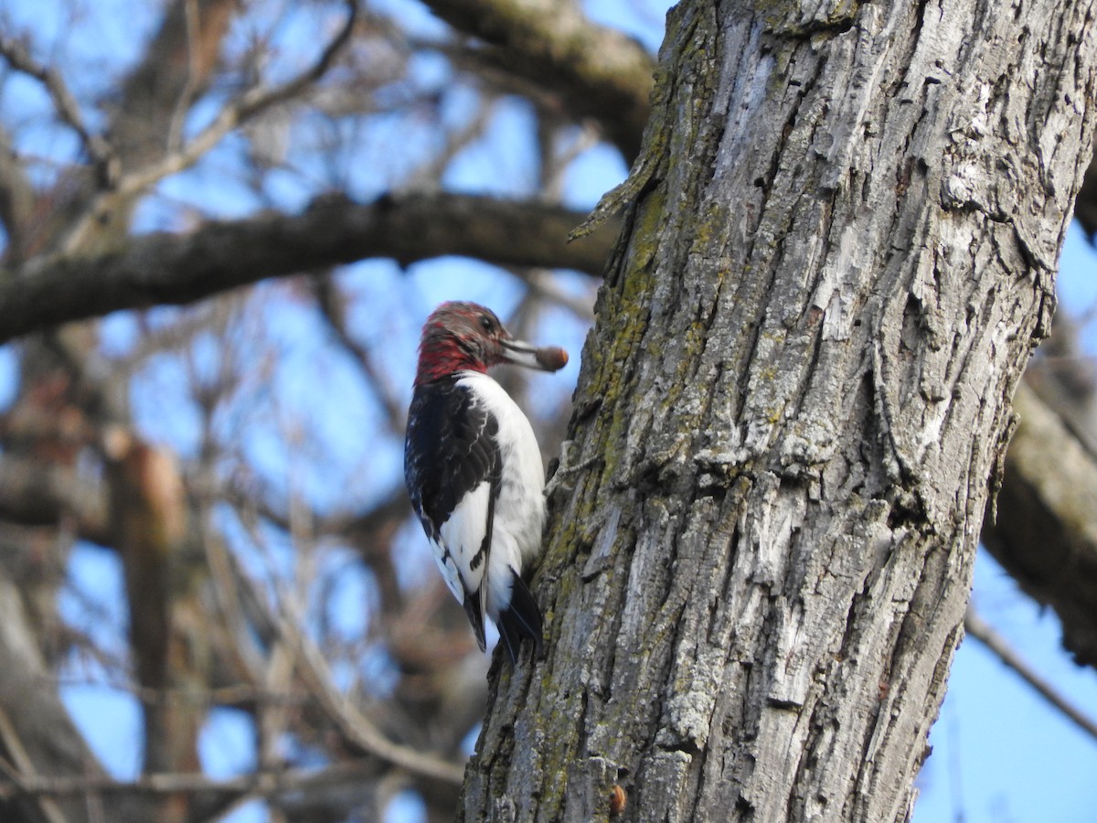Red-headed Woodpecker - Steve Brookens