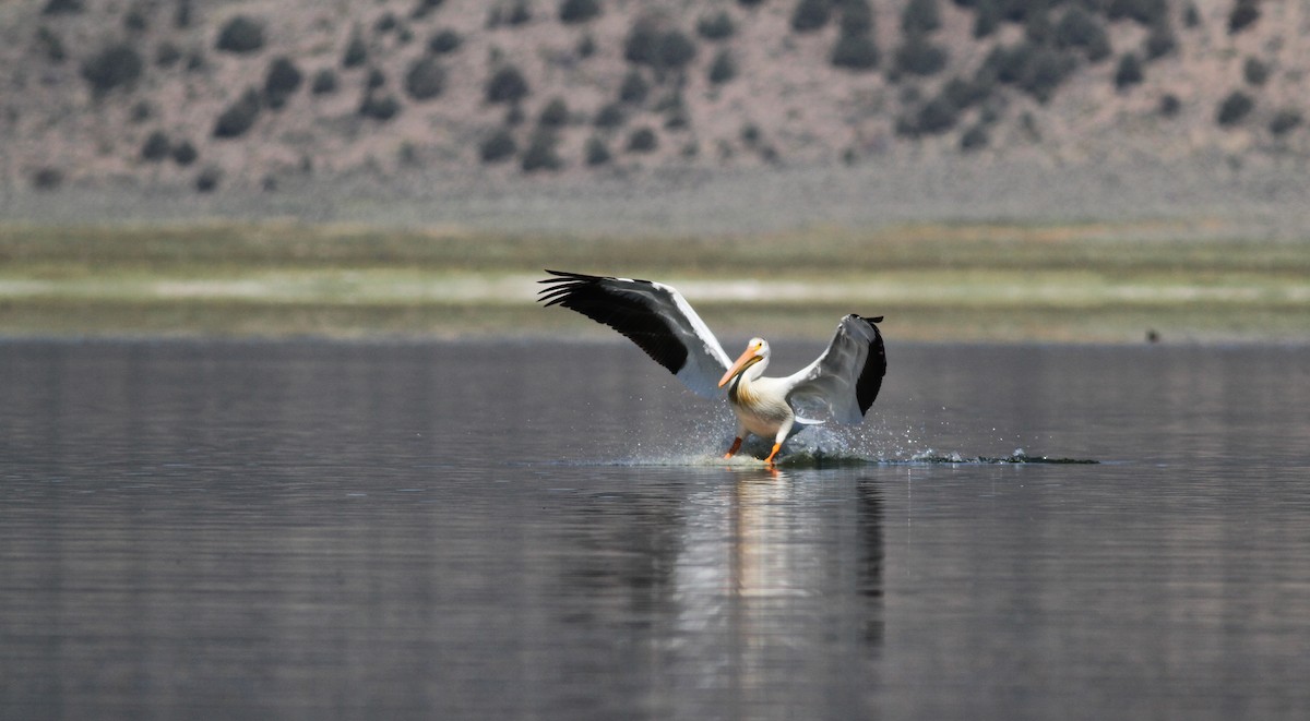pelikán severoamerický - ML77497621