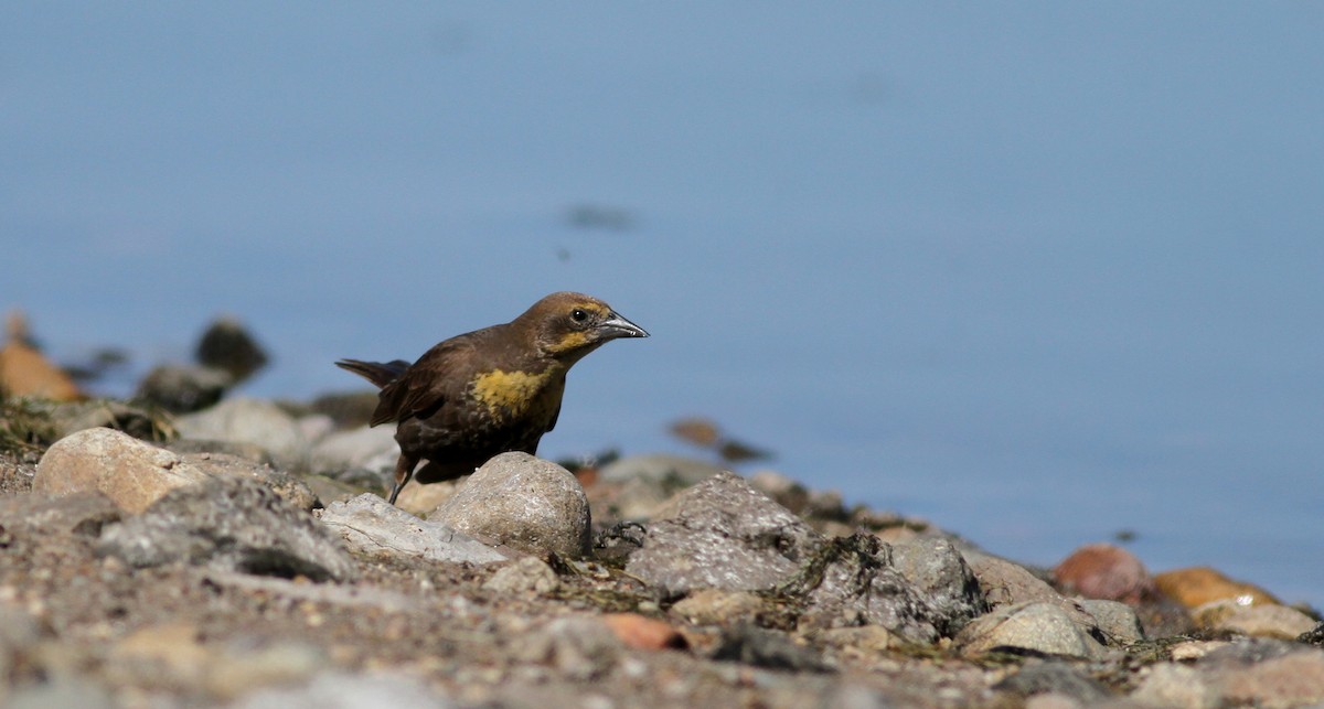 Yellow-headed Blackbird - Jay McGowan