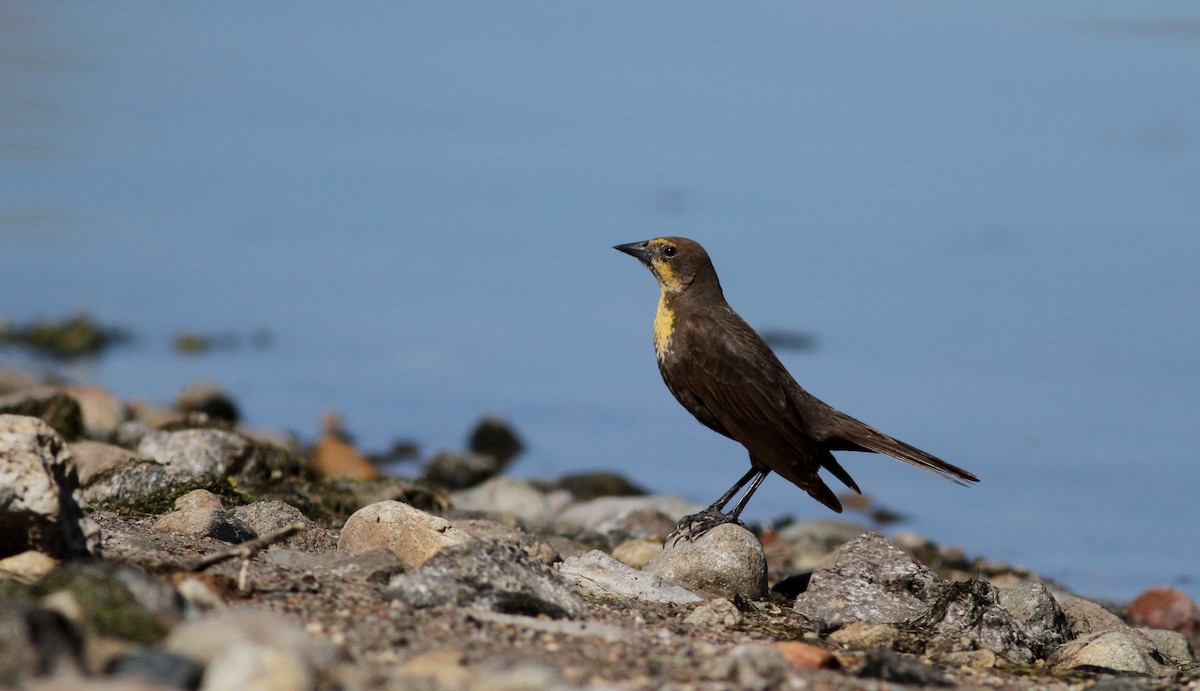 Yellow-headed Blackbird - ML77497821