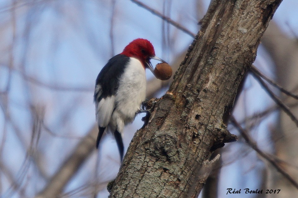 Red-headed Woodpecker - Réal Boulet 🦆