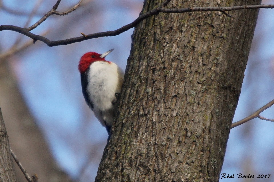 Red-headed Woodpecker - ML77499571