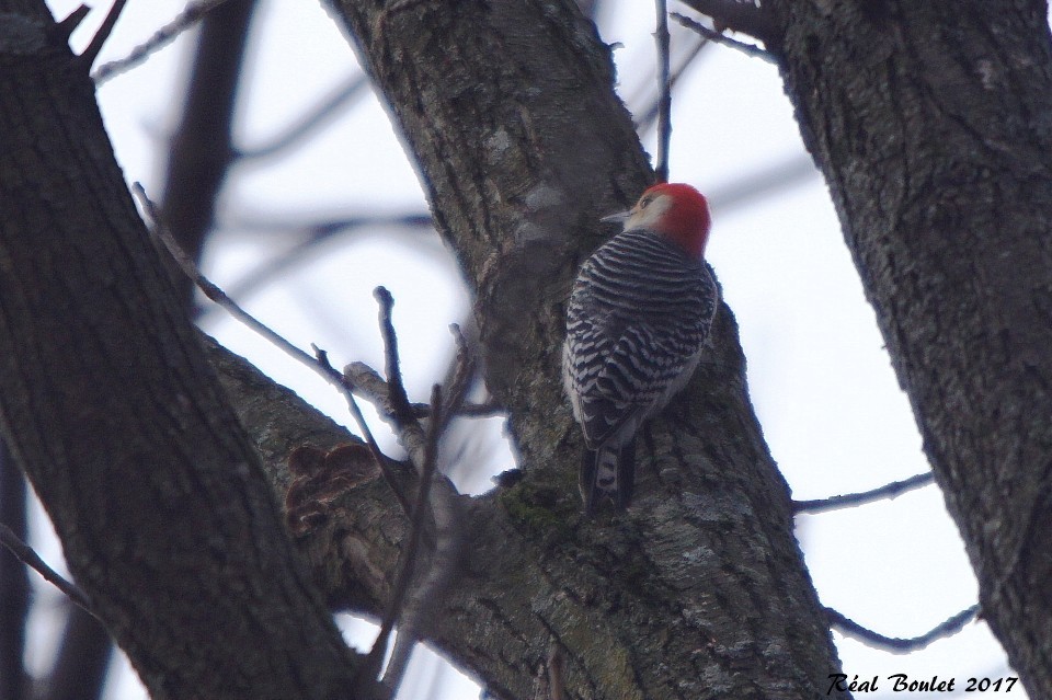Red-bellied Woodpecker - ML77499591