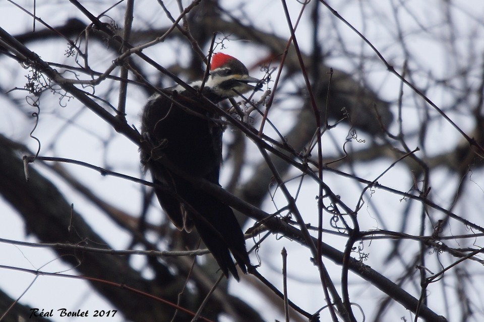 Pileated Woodpecker - ML77499681